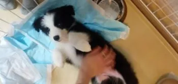 moti 様のお迎えした子犬