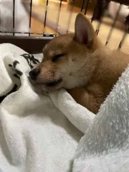 S.F 様のお迎えした子犬