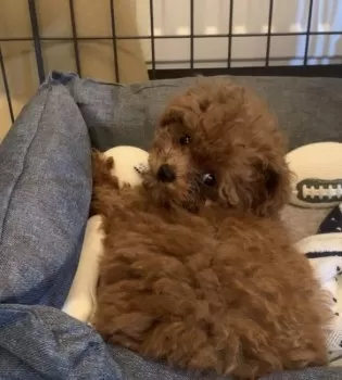 E.H 様のお迎えした子犬