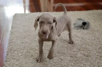 cama 様のお迎えした子犬