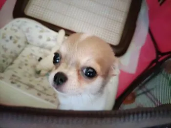 ねねもも 様のお迎えした子犬