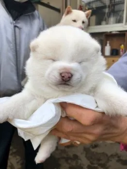 ワンサン 様のお迎えした子犬