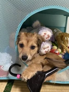 ぽにょらら 様のお迎えした子犬