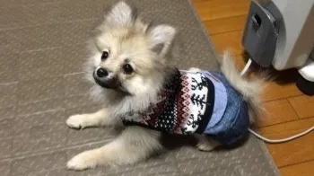 かる 様のお迎えした子犬