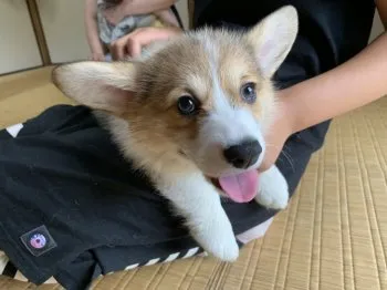 みろ 様のお迎えした子犬