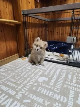 R.S 様のお迎えした子犬