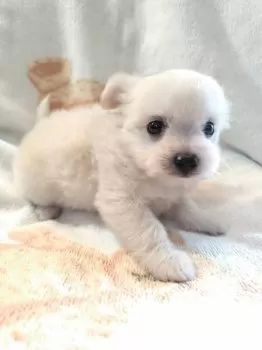 バウバウママ 様のお迎えした子犬