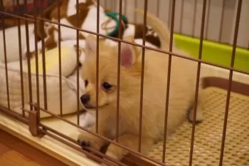 ぽて 様のお迎えした子犬