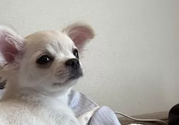 T.K 様のお迎えした子犬