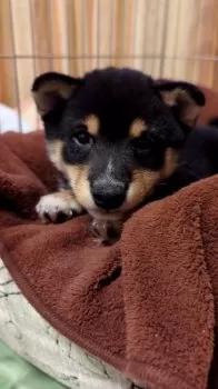 Roko 様のお迎えした子犬