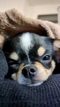 くろりす 様のお迎えした子犬