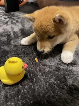くにくに 様のお迎えした子犬