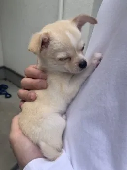からすみ 様のお迎えした子犬