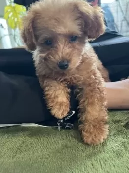 上田 様のお迎えした子犬