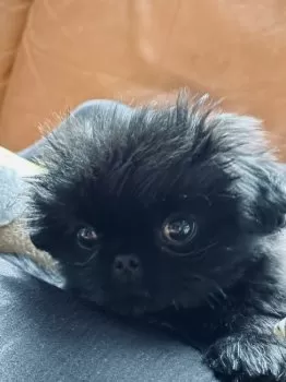 M.T 様のお迎えした子犬