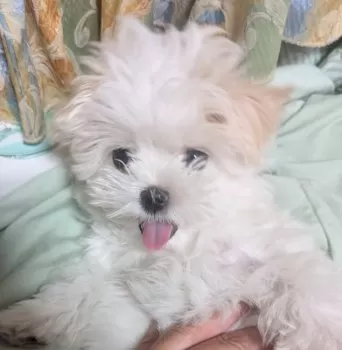 まるママ 様のお迎えした子犬