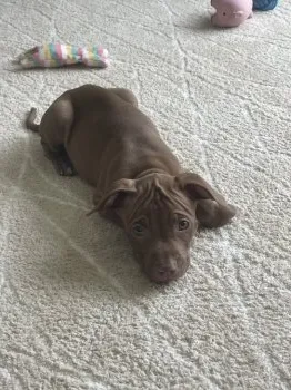 D.K 様のお迎えした子犬