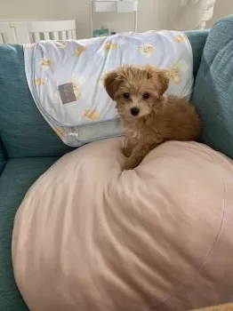 ミヤ 様のお迎えした子犬