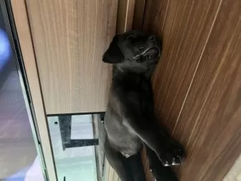 Y.K 様のお迎えした子犬