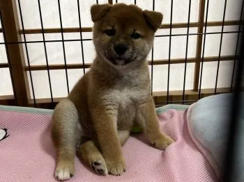 KS 様のお迎えした子犬