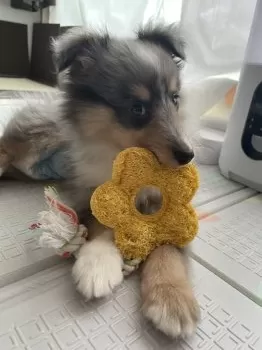 T.K 様のお迎えした子犬