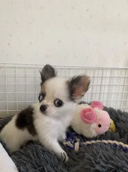 N.M 様のお迎えした子犬