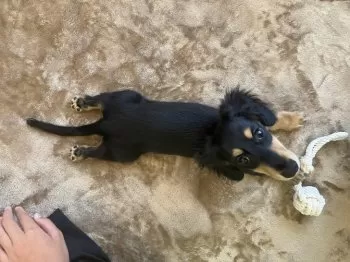 J.A 様のお迎えした子犬