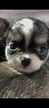 insugagram 様のお迎えした子犬