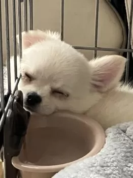 クリ太 様のお迎えした子犬