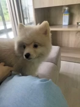 D.T 様のお迎えした子犬