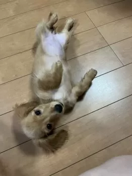 K.S 様のお迎えした子犬