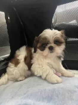 Y.Ｉ 様のお迎えした子犬