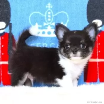 T.I 様のお迎えした子犬