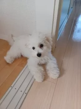 アツコットン 様のお迎えした子犬