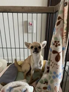 H.K 様のお迎えした子犬