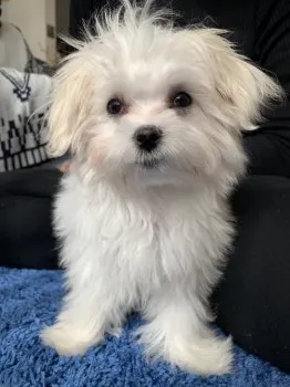 ラプ 様のお迎えした子犬