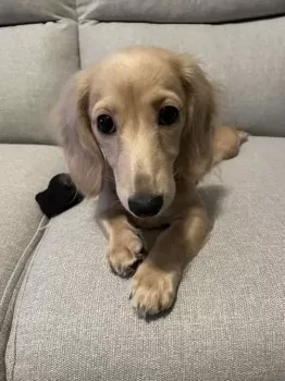 N.T 様のお迎えした子犬