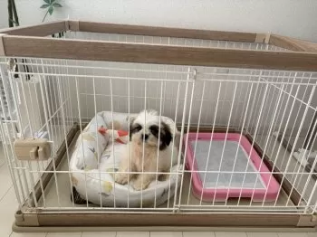 むー 様のお迎えした子犬