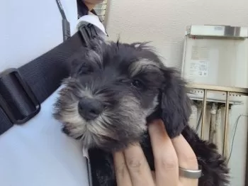 M.S健太 様のお迎えした子犬