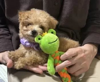 T.S 様のお迎えした子犬