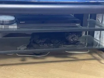 N.T 様のお迎えした子犬