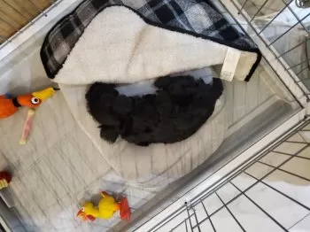 A.U 様のお迎えした子犬