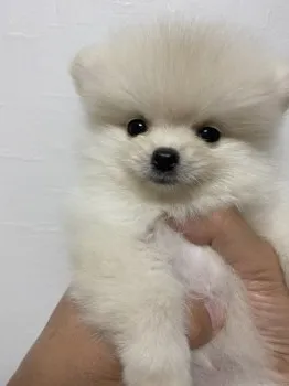 中村主水 様のお迎えした子犬
