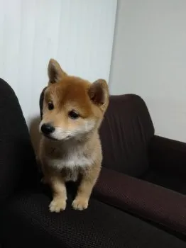 Ｉ.K 様のお迎えした子犬