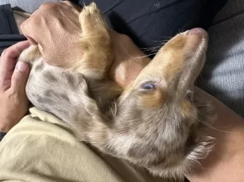 K.T 様のお迎えした子犬