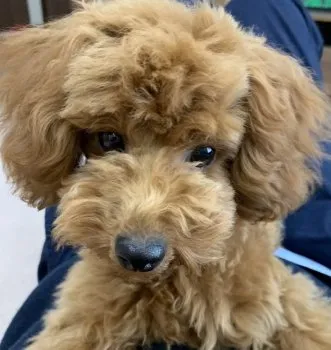 m.m 様のお迎えした子犬