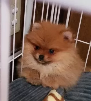 なみ 様のお迎えした子犬