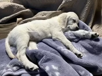 ポーラ 様のお迎えした子犬