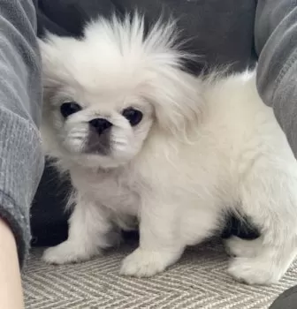 N.S 様のお迎えした子犬