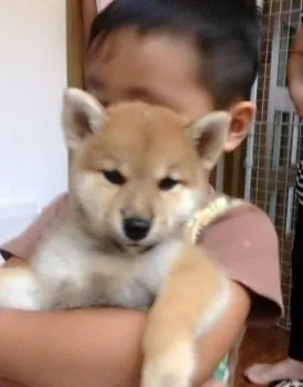 純ちゃん 様のお迎えした子犬